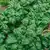 Bloomsdale Longstanding Spinach thumbnail 1