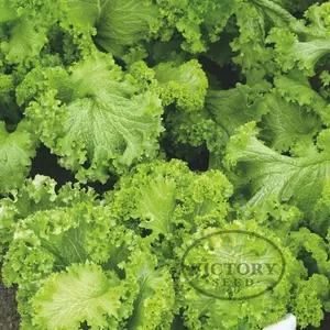 Southern Giant Curled Mustard Greens