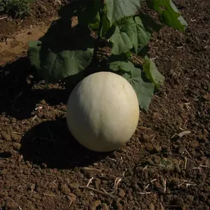 Honeydew, Green Flesh Melon