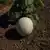 Honeydew, Green Flesh Melon thumbnail 1