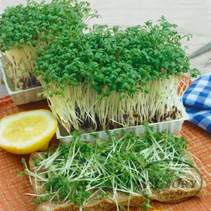 Upland Cress