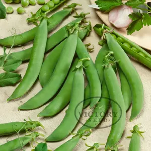 Cascadia Snap Pea