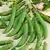 Cascadia Snap Pea thumbnail 1
