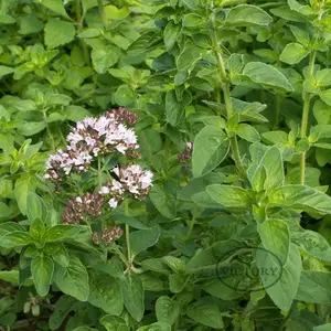 Oregano - Common Italian