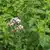 Oregano - Common Italian thumbnail 1