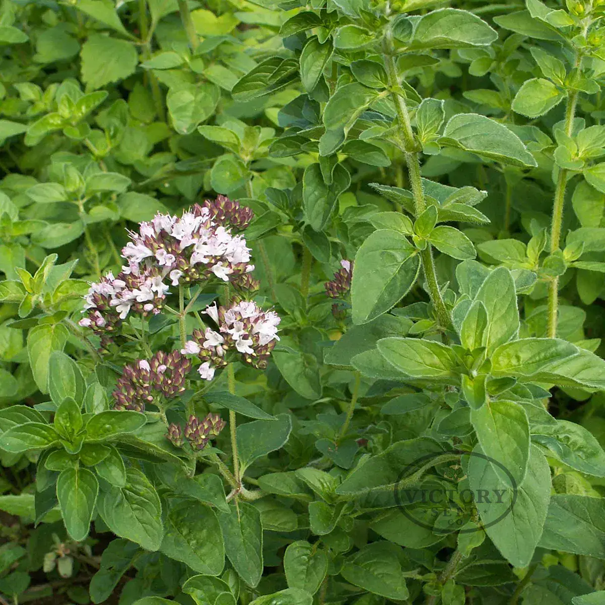 Oregano - Common Italian