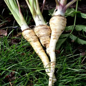Parsnips