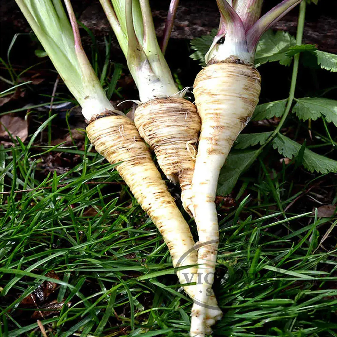 Harris Early Model Parsnip