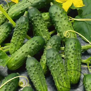 Calypso F1 Cucumber