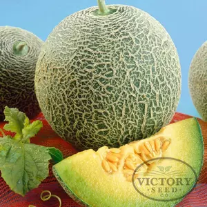 Eden Gem (Rocky Ford Green Flesh) Melon
