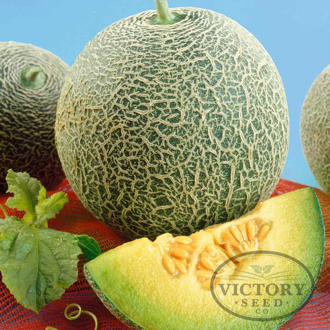 Eden Gem (Rocky Ford Green Flesh) Melon
