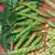 Broad Windsor Fava Bean thumbnail 1