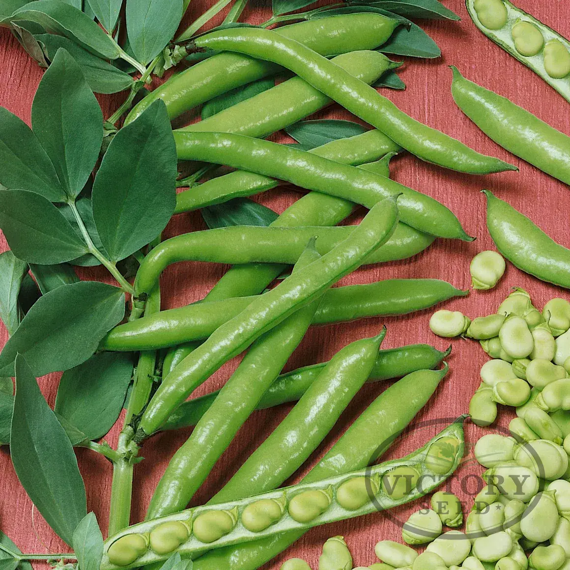 Broad Windsor Fava Bean