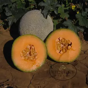 Top Mark (Topmark) Melon