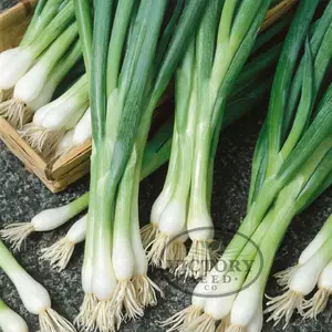White Lisbon Bunching Onion