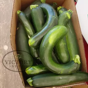 Dark Green Zucchini Summer Squash