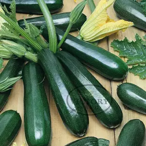 Black Beauty Zucchini Summer Squash