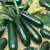 Black Beauty Zucchini Summer Squash thumbnail 1