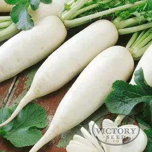 Chinese White Winter Radish