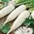 Chinese White Winter Radish thumbnail 1