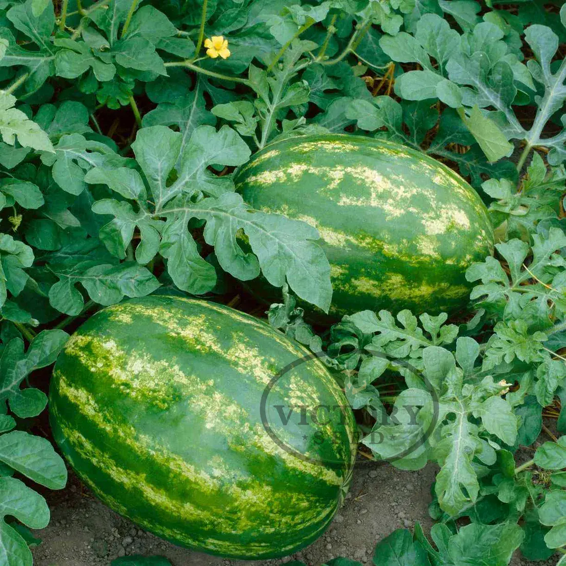 Allsweet Watermelon