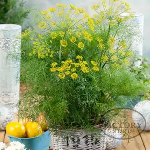 Dukat Dill