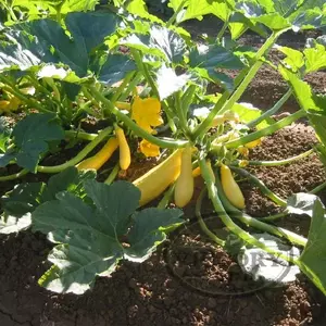 Early Prolific Straightneck Summer Squash