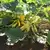 Early Prolific Straightneck Summer Squash thumbnail 1