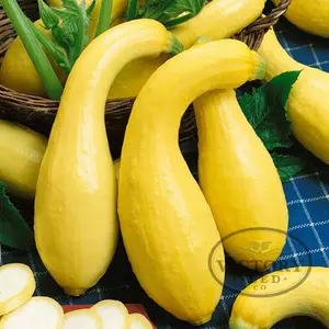 Early Golden Summer Crookneck Squash