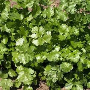 Coriander (Cilantro) - Leisure