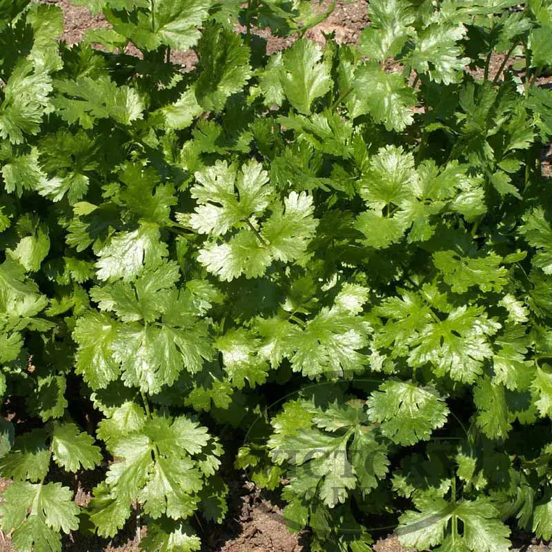 Coriander (Cilantro) - Leisure