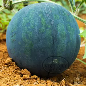 Black Diamond Watermelon