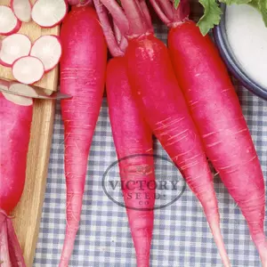 China Rose Radish