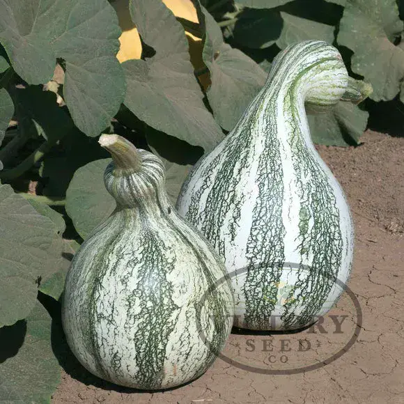 Green Striped Cushaw Squash