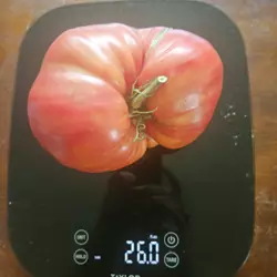 Customer review photo for Hungarian Heart Tomato