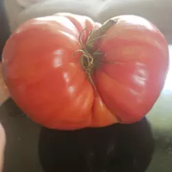 Customer review photo for Hungarian Heart Tomato