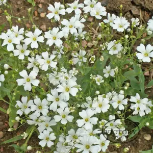 Baby's Breath