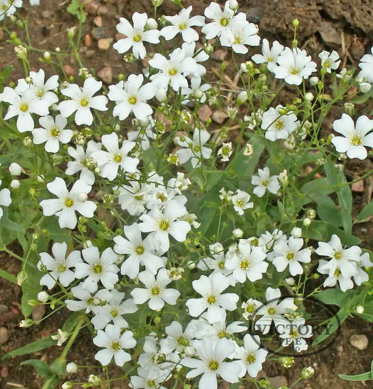 Baby's Breath