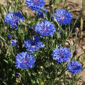 Cornflower, Dwarf Bachelor Button