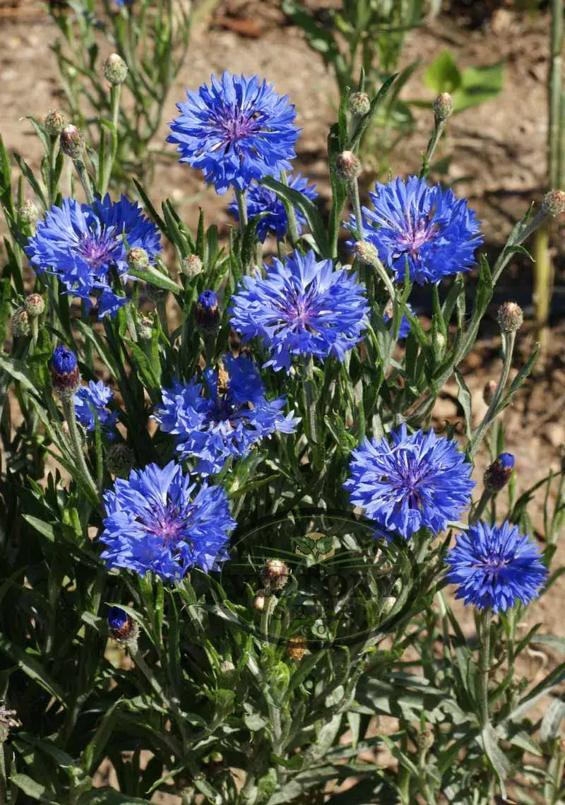 Cornflower, Dwarf Bachelor Button