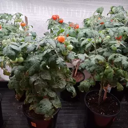 Customer review photo for Red Robin Micro Dwarf Tomato