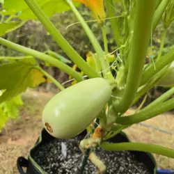 Customer review photo for Lubnani Summer Squash