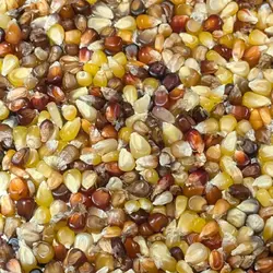 Customer review photo for Miniature Colored Popcorn