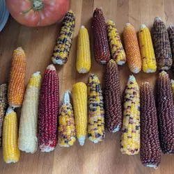 Customer review photo for Miniature Colored Popcorn