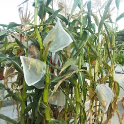 Customer review photo for Homestead Hero Flour Corn
