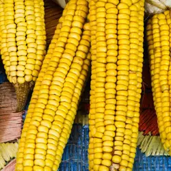 Customer review photo for Homestead Hero Flour Corn