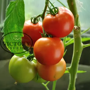 Bobcat F1 Tomato