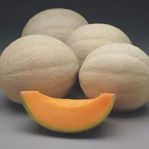 Athena F1 Melon
