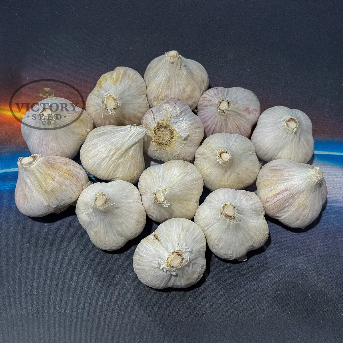 Montana Giant Garlic (Hardneck)