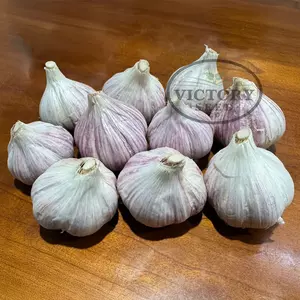 Persian Star Garlic (Hardneck)